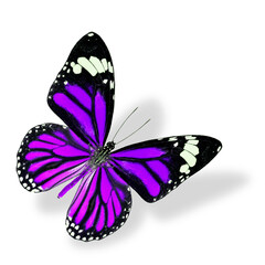Flying Purple Butterfly isolated on white background with soft shadow