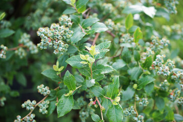 Unripe blueberries on a bush in the garden