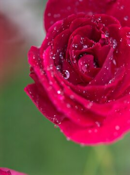 Closeup petals of red rose flower with water drops and blurred background, soft focus ,macro image and sweet color ,bright background for card design of valentine day