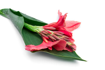 Red canna flower isolated on a white background.