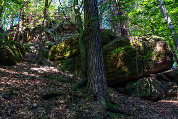 Gr&uuml;ner M&auml;rchenwald mit h&auml;ngenden G&auml;rten auf Sandstein - Felsen, H&auml;ngepflanzen, Elbsandsteingebirge - s&auml;chsische Schweiz