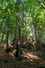 Grüner Märchenwald mit hängenden Gärten auf Sandstein - Felsen, Hängepflanzen,...