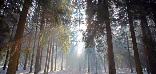 Obraz premium Winter forest, snow, pine and sun. Wonderful weather.