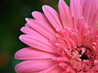 Closeup pink petals of common daisy (transvaal) flower with bright blurred background, macro image and soft focus ,sweet color for card design