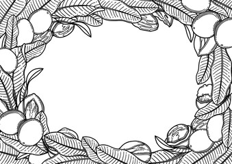 Graphic shea nuts and leaves. Vector design