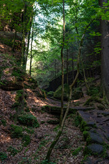 Grüner Märchenwald mit hängenden Gärten auf Sandstein - Felsen, Hängepflanzen, Elbsandsteingebirge - sächsische Schweiz