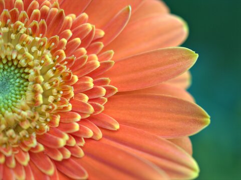 Closeup orange petals of Gerbera daisy flower (Transvaal daisy) ,detail macro image ,soft focus ,sweet color for card design	