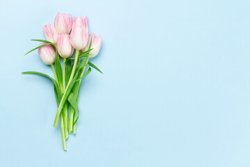 Pink tulips over blue background