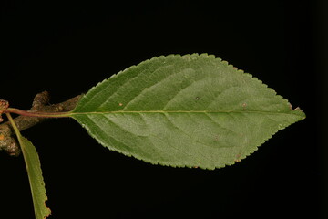 Cherry Plum (Prunus cerasifera). Leaf Closeup