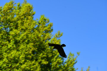 A majestic eagle in Witten, Germany