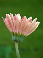 Closeup pink petals of common daisy (transvaal) flower with green blurred background ,macro image, sweet color