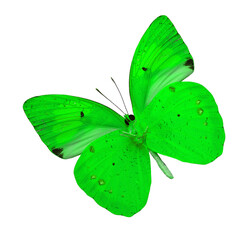 Great Green butterfly isolated on white background (yellow orange tip butterfly)