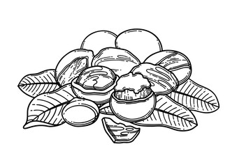 Graphic bunch of shea nuts on the leaves.