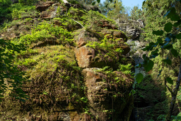 Grüner Märchenwald mit hängenden Gärten auf Sandstein - Felsen, Hängepflanzen,...