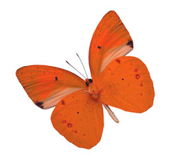Great orange butterfly isolated on white background (yellow orange tip butterfly)