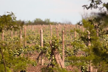 Obraz premium Lebedivka, Odessa Region, Ukraine