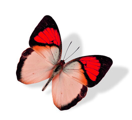 Great Red Butterfly flying isolated on white background with soft shadow