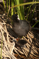  Una Fotografía de una Focha madre y un bebé focha  .
Fulica atra