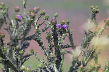 Lebedivka, Odessa Region, Ukraine