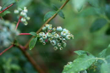 Unripe blueberries on a bush in the garden