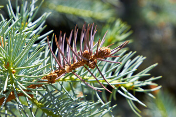 Naklejka na ściany i meble sprig of young blue spruce tree with fir cones
