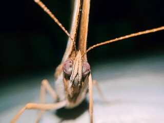 mosquito sucking blood