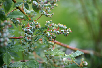 Unripe blueberries on a bush in the garden