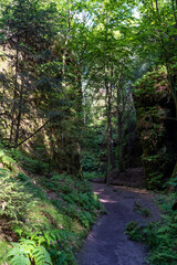 Fototapeta premium Grüner Märchenwald mit hängenden Gärten auf Sandstein - Felsen, Hängepflanzen, Elbsandsteingebirge - sächsische Schweiz