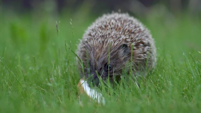 Little hedgehog in green grass eating. Close up view. Wildlife nature concept.