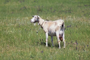 Obraz premium Lebedivka, Odessa Region, Ukraine