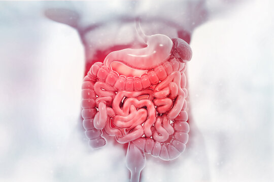 Human digestive system on scientific background