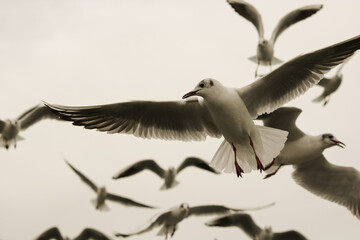 Seagull in flight spreading wings as with a flock of seagulls in the background