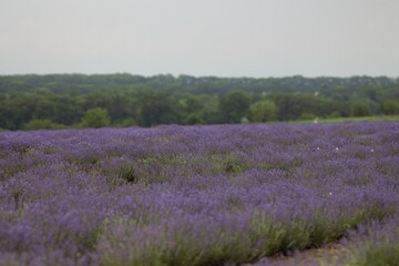 Lebedivka, Odessa Region, Ukraine