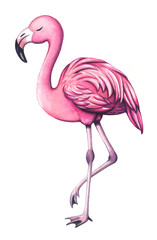 Pink flamingo bird, watercolor illustration isolated on white background. Hand drawn cute bird element.
