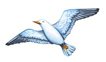 Seagull bird flying in the sky. Watercolor hand drawn illustration isolated on white background.  Artistic summertime element.