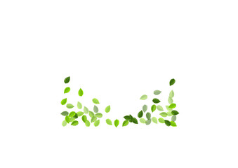 Grassy Leaves Organic Vector Border. Forest 