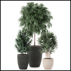Decorative trees in a black pot on white background