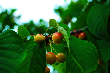 Red and sweet cherries on a branch just before harvest in early summer