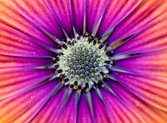 close up of a flower in the garden