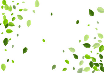 Mint Leaves Fly Vector Design. Organic Greens 