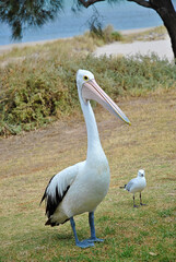 Australian pelican (Pelecanus conspicillatus) front of the camera