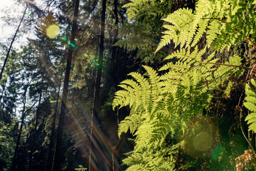 Grüner Märchenwald mit hängenden Gärten auf Sandstein - Felsen, Hängepflanzen,...