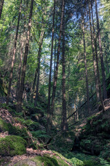 Fototapeta na wymiar Grüner Märchenwald mit hängenden Gärten auf Sandstein - Felsen, Hängepflanzen, Elbsandsteingebirge - sächsische Schweiz