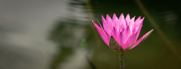 pink water lily in pond. Blossom time of lotus flower