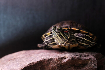 portrait of a turtle on a stone. Pond slider
