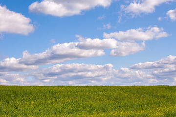 Minimalistic bright Sunny landscape with green grass, blue sky and large clouds