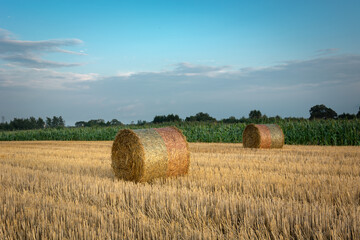 Fototapeta premium Round hay bales in stubble