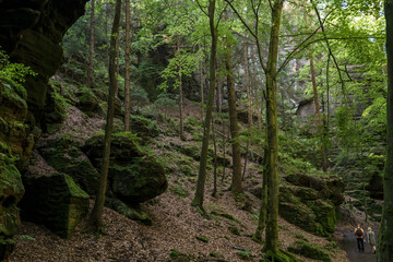 Grüner Märchenwald mit hängenden Gärten auf Sandstein - Felsen, Hängepflanzen,...