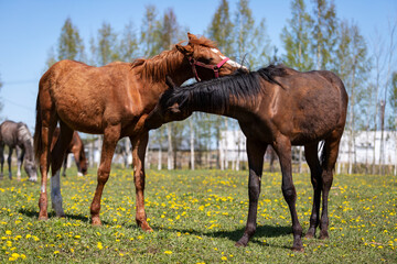 Two horses grooming each other on the pasture