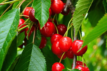 Red and sweet cherries on a branch just before harvest in early summer